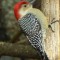 Red-Bellied Woodpecker on a sunny day