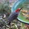 Red-Bellied Woodpecker at Bird Bath
