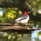 Red headed woodpecker.