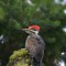 Pileated Visitor