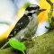 A Curious Downy Woodpecker