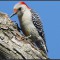 Woodpecker on telephone pole.