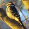 Downy Woodpecker in the Morning Sun