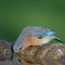 Eastern Bluebird takes one last drink for the day