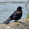 Wet red winged blackbird.