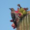 Gila Woodpecker on Flowering Cactus