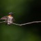 Take Flight Ruby-throated Hummingbird