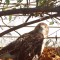 Young, injured hawk nesting beside our garage