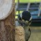 Hungry woodpecker