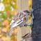 White winged house sparrow