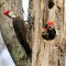 Pileated woodpecker family