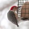 Red -belly on the Suet