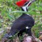 Pileated