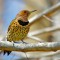 Northern Flicker yellow shafted