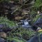 Mountain Chickadee in a Mountain Stream