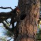 Pileated Woodpecker at nest hole