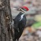 Pileated Woodpecker with grub