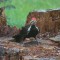 curfuffled pileated woodpecker