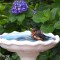 Bathtime for a Robin