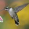 Rudy Throated Hummingbird