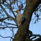 White Pileated