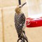 Woodpecker at the hummingbird feeder
