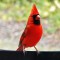 My favorite Cardinal photo