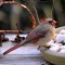female cardinal at bird bath