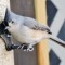 Tufted Titmouse on Safflower Seed Feeder
