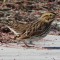 Savannah Sparrow surrounded by seeds