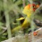 Western Tanager enjoying a berry