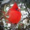 Beautiful Red Cardinal