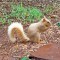 Blond squirrel