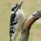 Downy Woodpecker female