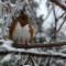 Towhee in the snow