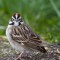 Lark Sparrow – I am looking at you