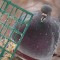 Pigeon Eating Some Suet