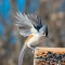 Titmouse wings