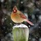 Cardinal in the snow