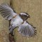 Chestnut-backed Chickadee flying off from the nest