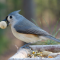 A Tufted Titmouse captures one of its favorite treats