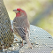 House Finches on feeders