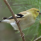 Goldfinches in the pine boughs