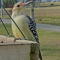 Female Red-bellied Woodpecker at a tray feeder