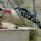 Female Red-bellied Woodpecker visits a tray feeder