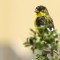 Lesser Goldfinch in the Texas Persimmon tree