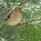 Goldfinches in the pines