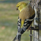 An American Goldfinch on a sunflower seed feeder