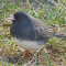 Dark-eyed Juncos (Slate-colored) on a frosty morning in December