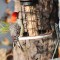 Male Red-bellied Woodpecker (12-21-14)
